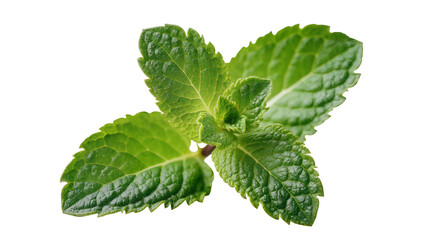 Vibrant green mint leaves with textured surface, isolated on transparent background © Laura