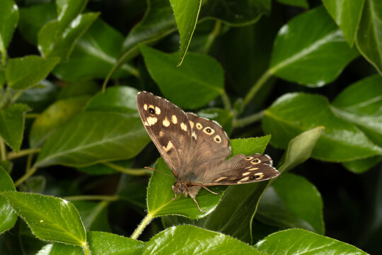 A speckled wood butterfly (Pararge aegeria) with wings one, front overhead view