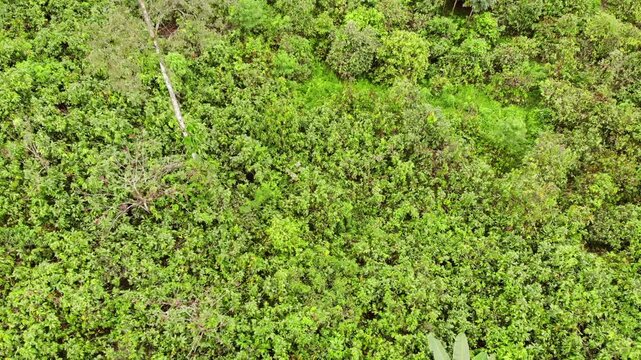 Flying over a cacao plantation with primary rainforest in the distance. The plantation lies at the edge of one of the last remnants of rainforest near Puerto Quito in western Ecuador