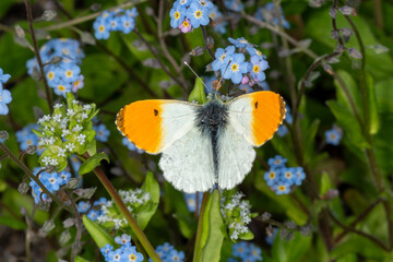 A male Orange-tip butterfly (Anthocharis cardamines) on forget-me-not flowers © Wildwatertv