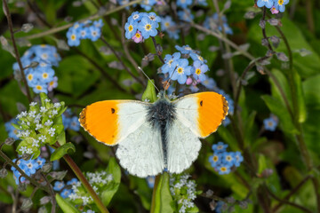 A male Orange-tip butterfly (Anthocharis cardamines) on forget-me-not flowers © Wildwatertv