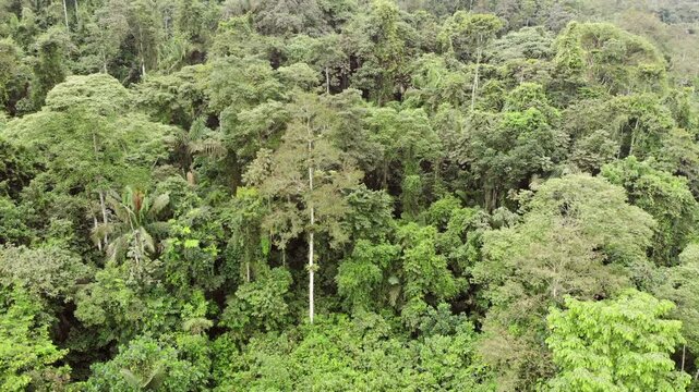 Flying over a cacao plantation with primary rainforest in the distance. The plantation lies at the edge of one of the last remnants of rainforest near Puerto Quito in western Ecuador