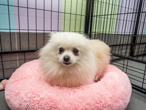 Fluffy Pomeranian dog sitting on pink pet bed inside cage. Pomeranian puppy with soft fur and expressive eyes for pet photography. Pomeranian breed concept for pet owners.