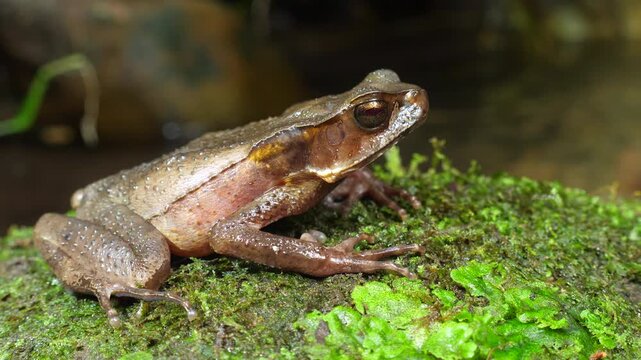 Triundo Toad (Rhaebo haematiticus). On a liverwort covered boulder in a rainforest stream near Puerto Quito in Western Ecuador