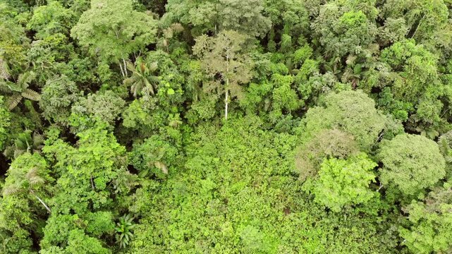 Flying over a cacao plantation with primary rainforest in the distance. The plantation lies at the edge of one of the last remnants of rainforest near Puerto Quito in western Ecuador
