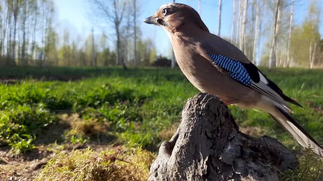 The graceful Eurasian jay (garrulus glandarius) poses on an old tree stump in the forest.