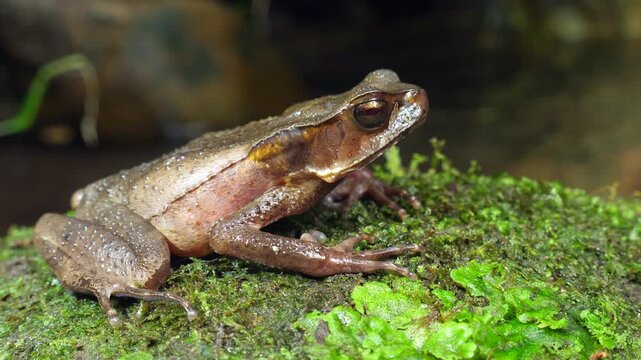 Triundo Toad (Rhaebo haematiticus). On a liverwort covered boulder in a rainforest stream near Puerto Quito in Western Ecuador