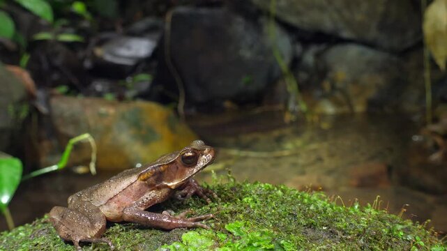 Triundo Toad (Rhaebo haematiticus). On a liverwort covered boulder in a rainforest stream near Puerto Quito in Western Ecuador