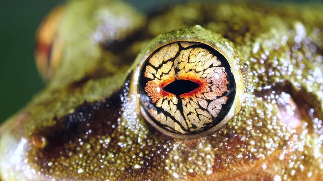 A Pristimantis frog with spectacularly coloured eyes. An unidentified species from rainforest near Puerto Quito in western Ecuador