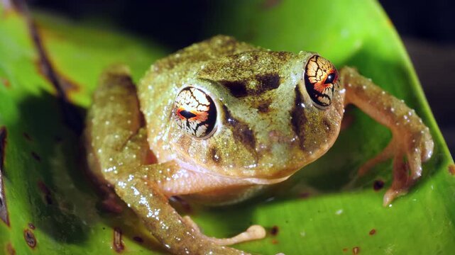A Pristimantis frog with spectacularly coloured eyes. An unidentified species from rainforest near Puerto Quito in western Ecuador