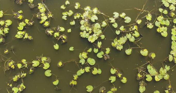 Top-down aerial over still pond covered in floating Trapa natans water chestnut rosettes. Organic green leaf patterns on olive-brown water surface. Freshwater ecology, summer aquatic vegetation concep