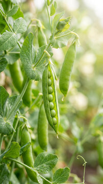 An open green pea pod showing several round seeds inside growing on a lush vine in a bright outdoor garden with blurred green leaves background.