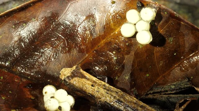 THe Hotel Zaracay Salamander (Bolitoglossa chica). With two recently laid clutches of eggs. In the rainforest leaf litter near Puerto Quito in western Ecuador