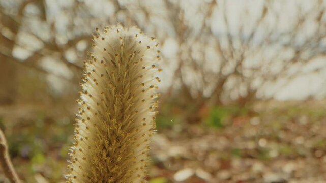 close up shot of a vibrant, golden foxtail grass (Setaria pumila or similar) inflorescence, standing tall amidst a softly blurred natural background of trees and foliage at the picturesque Planting Fi
