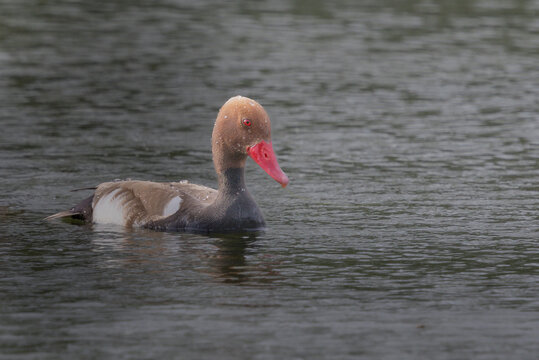 Nette rousse m&acirc;le