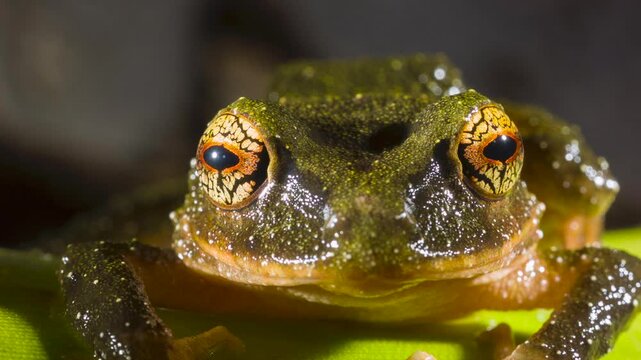 A Pristimantis frog with spectacularly coloured eyes. An unidentified species from rainforest near Puerto Quito in western Ecuador