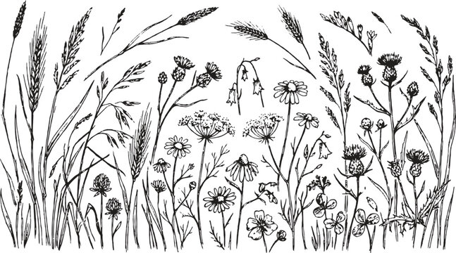 Botanical collection of field herbs and garden flowers in vintage engraving style.