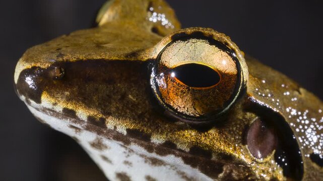 The Longsnout Robber Frog (Craugastor longirostris) In rainforest near Puerto Quito in western Ecuador