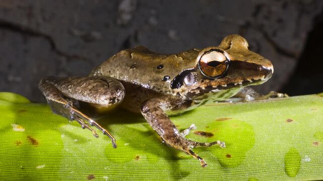 The Longsnout Robber Frog (Craugastor longirostris) In rainforest near Puerto Quito in western Ecuador