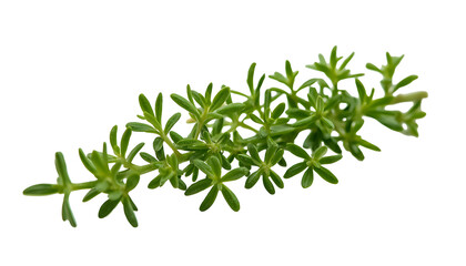 Fototapeta premium fresh rosemary isolated on white background