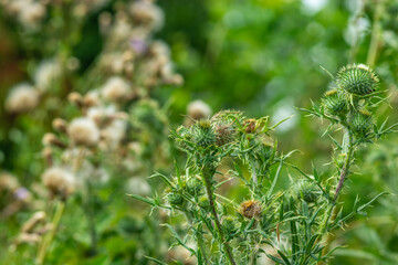 Macro shot of green prickly thistle plants in a summer meadow. Wild nature detail. © Maciej