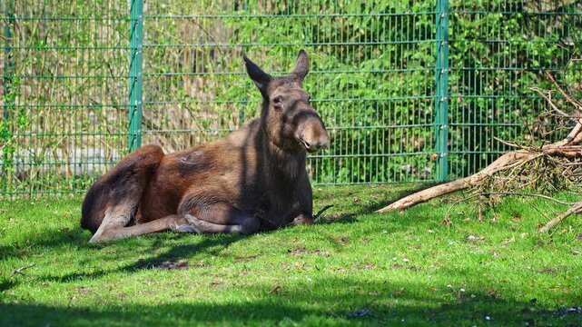 The moose or elk, Alces alces is the largest extant species in the deer family. Moose are distinguished by the broad, flat, or palmate antlers of the males.