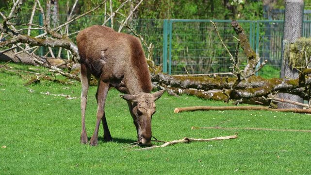 The moose or elk, Alces alces is the largest extant species in the deer family. Moose are distinguished by the broad, flat, or palmate antlers of the males.