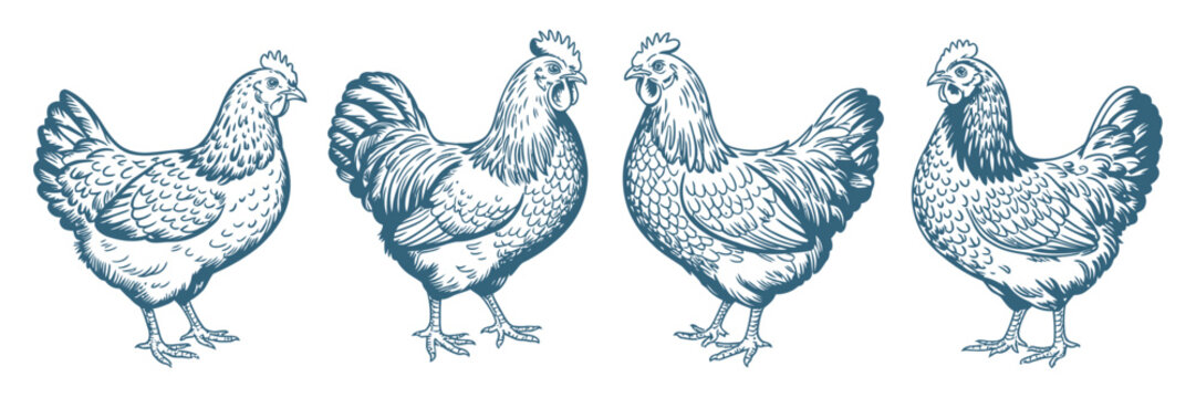Hen set illustration, farm poultry bird collection