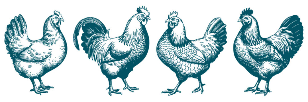 Hen set illustration, farm poultry bird collection