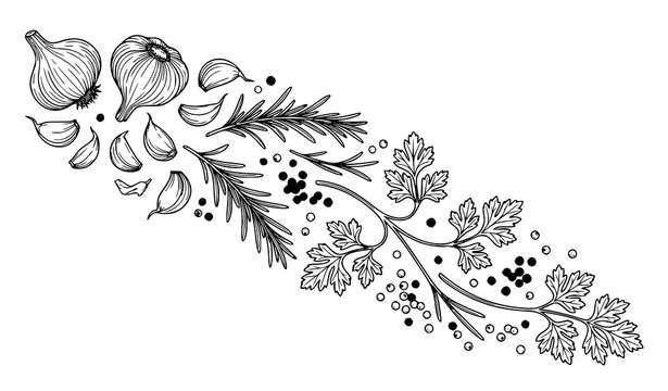 Fresh garlic peppercorn rosemary parsley diagonal flat lay minimalist line art vector