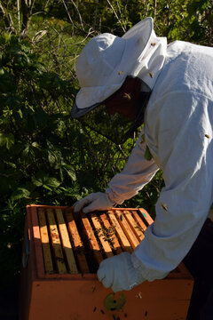 Beekeeping process, a beekeeper in protective gloves opens a wooden beehive to check the frames with honey bees.
Worker bees on a wooden frame inside the hive. Concept of agriculture and ecology.