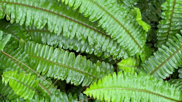 Lush ferns glisten with dewdrops