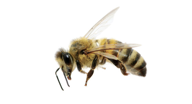 bee on transparent background