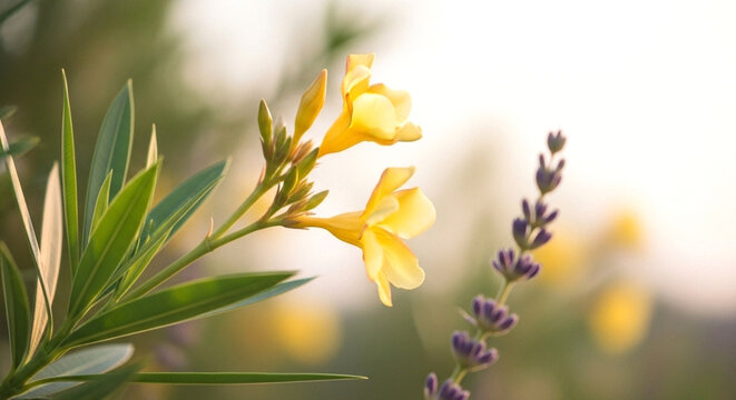Beautiful yellow oleander flowers and purple lavender sprigs in a soft, sunlit garden setting with a blurred background