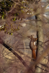 Obraz premium A lively squirrel ascends a tree, showcasing its agility and natural habitat. 