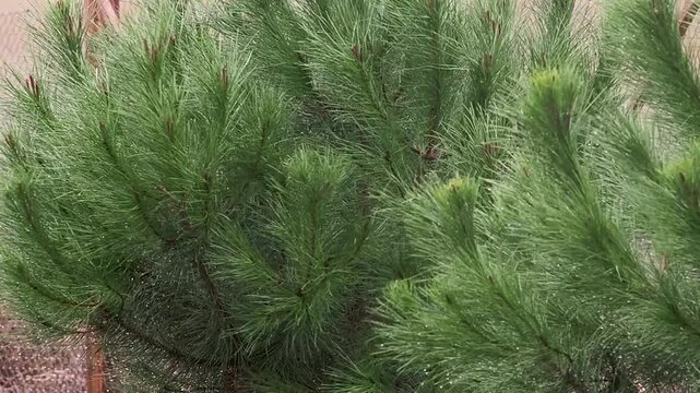 Pine tree resisting strong wind storm, resilience and strength concept in challenging natural conditions
