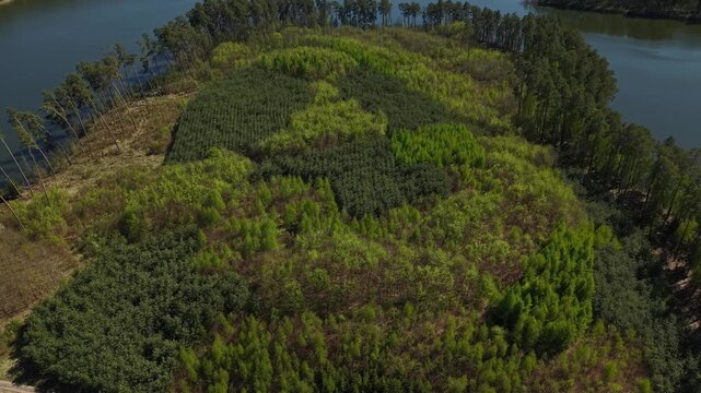 Peninsula Reforestation &ndash; Forward Tilt Down Over Mixed Regrowing Forest
