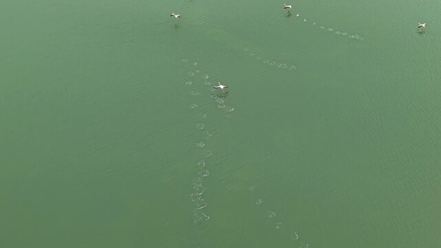 Birds are seen flying over water, leaving trails on the surface. The scene shows their movement and interaction with the environment during daylight.
