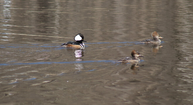 One male and two female hooded merganer in the water
