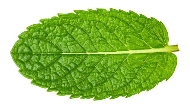 Fresh green mint leaf isolated on transparent background