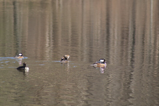 Small group of hooded merganser ducks swimming
