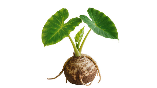 Taro root plant with large green leaves, isolated on transparent background