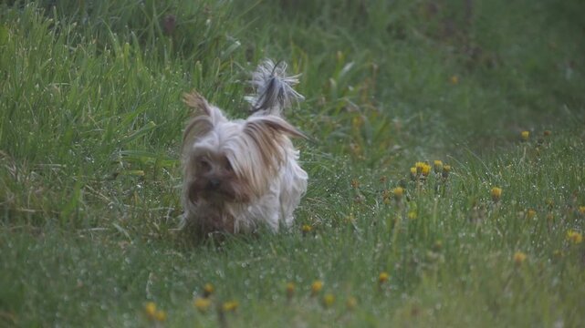 Yorkshire Terrier running on wet grass