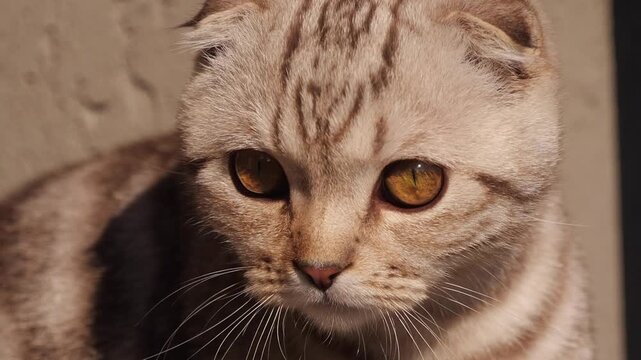 Scottish Fold kitten close-up