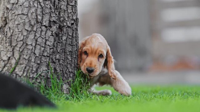 Adorable spaniel puppies on green grass, joyful playtime outdoors, 4K slow motion