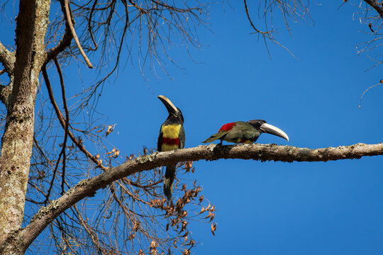 Two Black-necked Aracari perched in a tree branch in the early morning, Rio de Janeiro mountains.