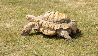 Fototapeta premium A detailed photograph of a desert tortoise lying on grass, showcasing its intricate shell and rugged texture, representing strength and resilience in a natural environment.