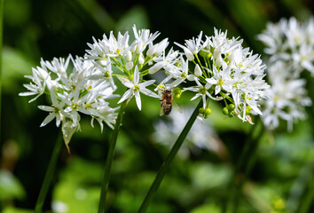 Bee feeding on Wild Garlic flowers "Allium ursinum" and collecting nectar during Spring season. Dublin, Ireland © Nicola.K.photos
