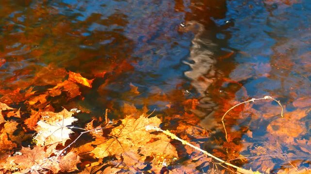 Water Striders Skating on Clear Spring Stream Surface, Close Up of Pond Skaters and Ripples Over Submerged Maple Leaves, Nature Macro Detail