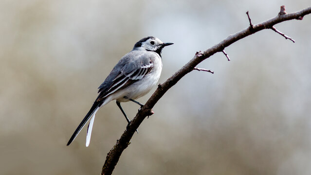 great tit parus major